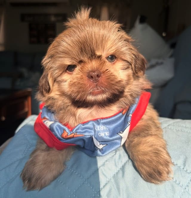 Jenkins Puppy Paradise AKC Shih Tzu Puppies media 2