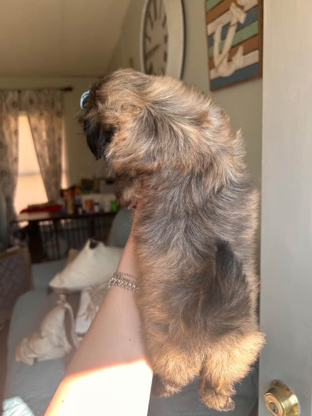 Jenkins Puppy Paradise AKC Shih Tzu Puppies media 3