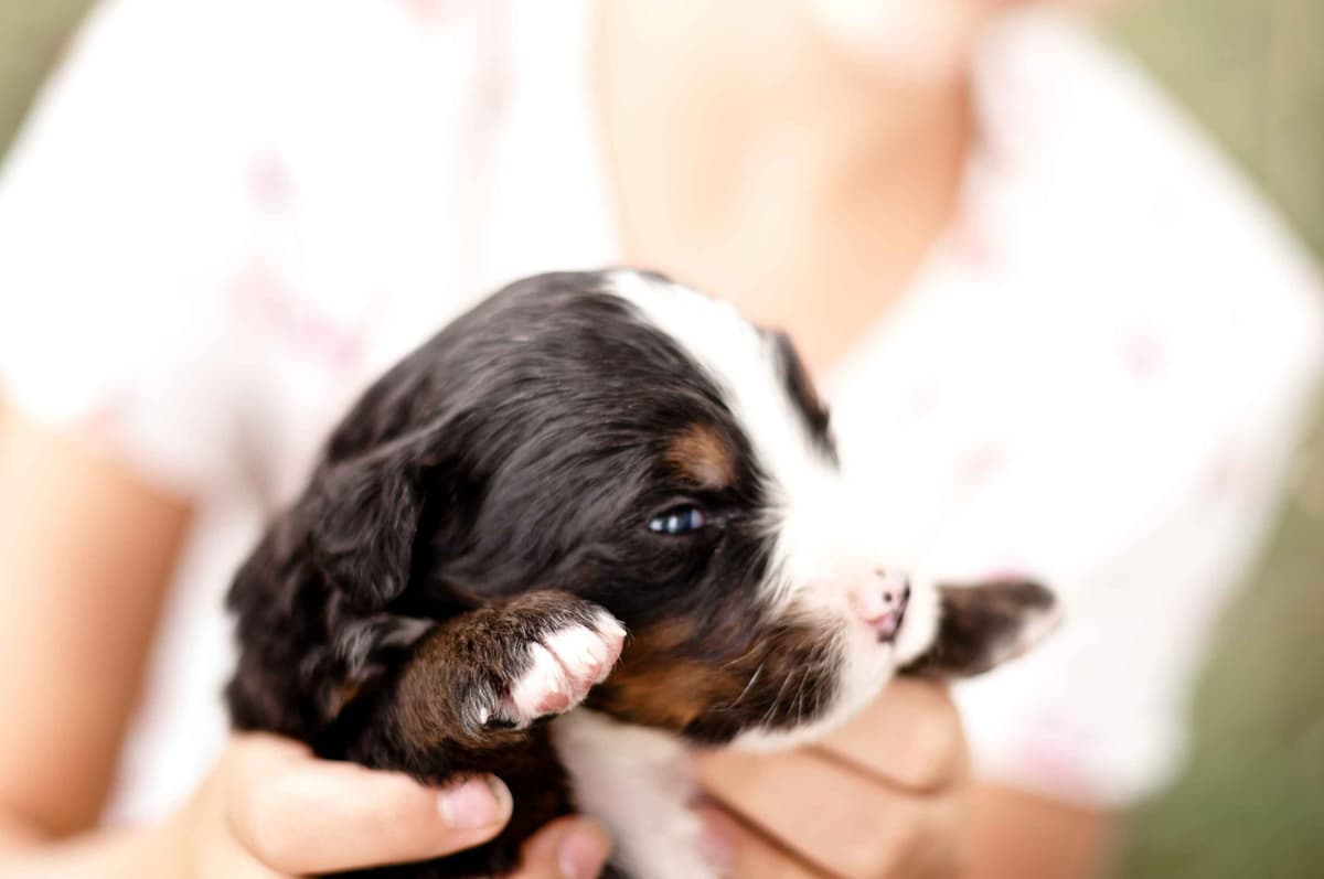 Bernese Mountain Dog Puppies breeder image 3