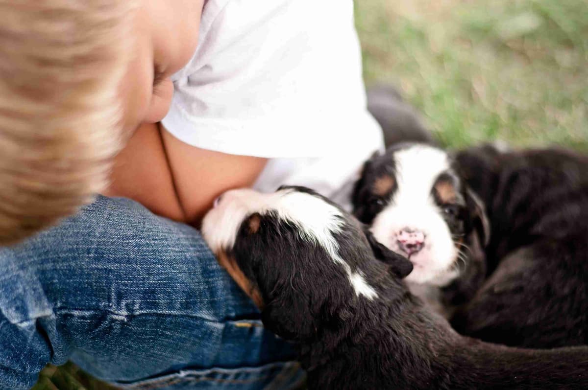 Bernese Mountain Dog Puppies breeder image 2