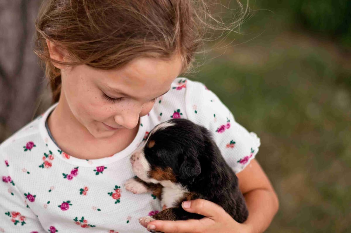 Bernese Mountain Dog Puppies breeder image 1