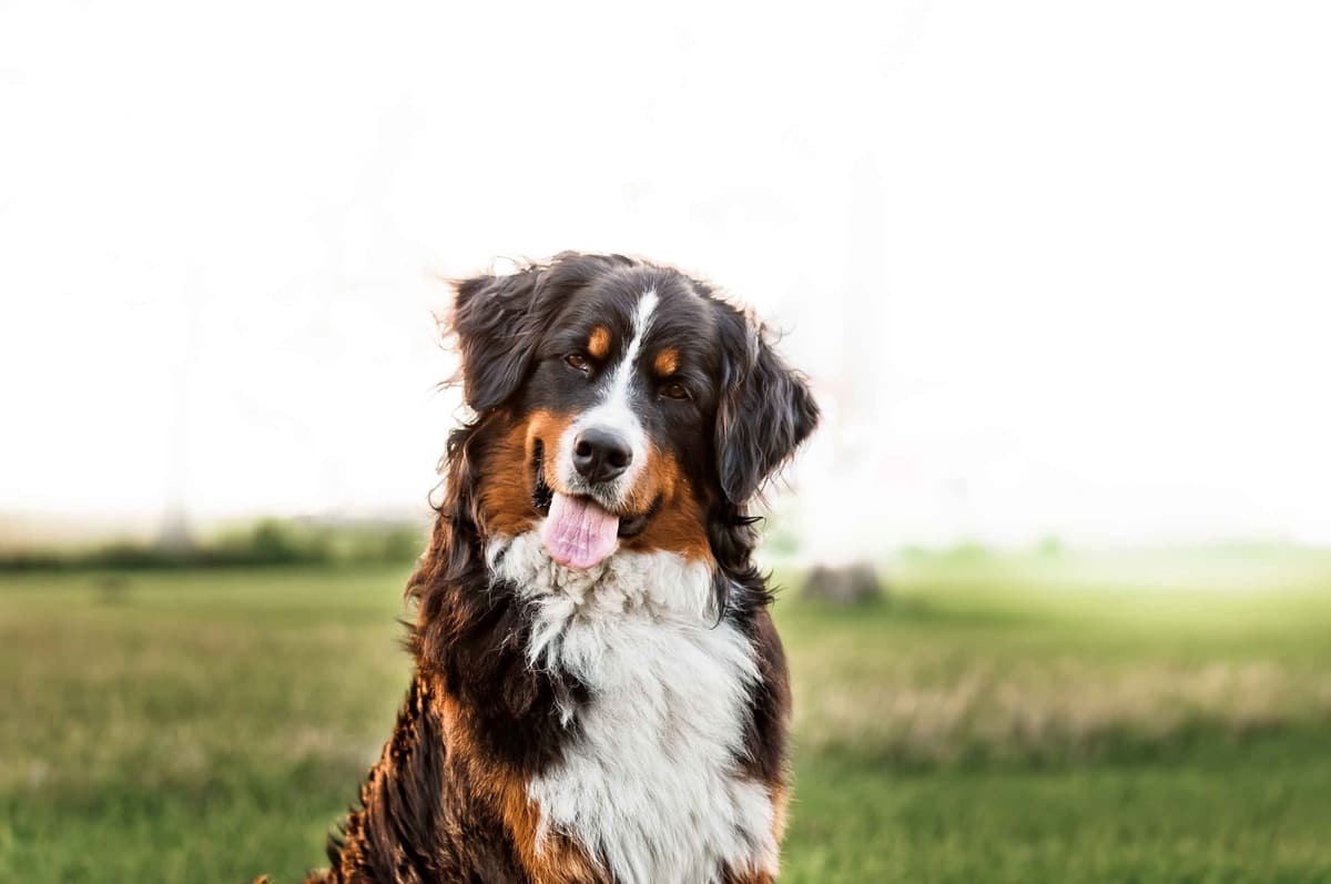 Bernese Mountain Dog Puppies breeder image 4