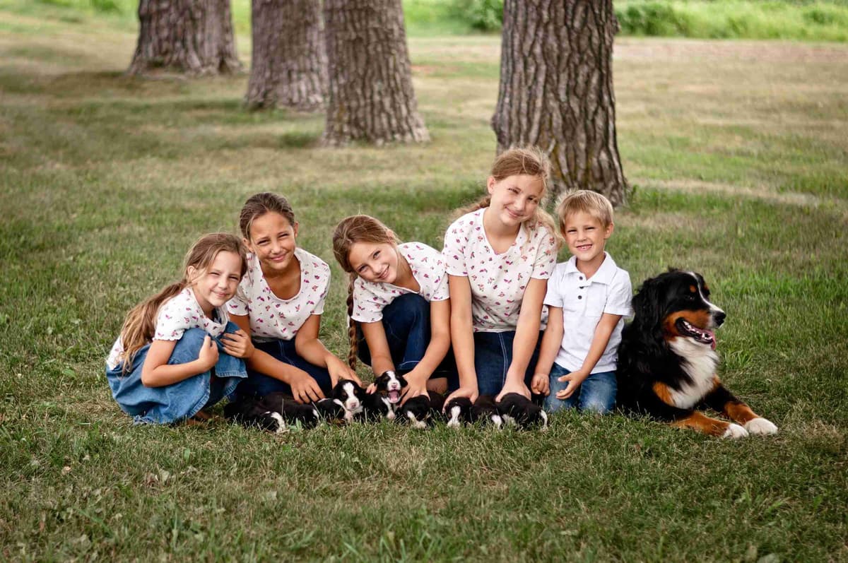 Bernese Mountain Dog Puppies breeder image 5