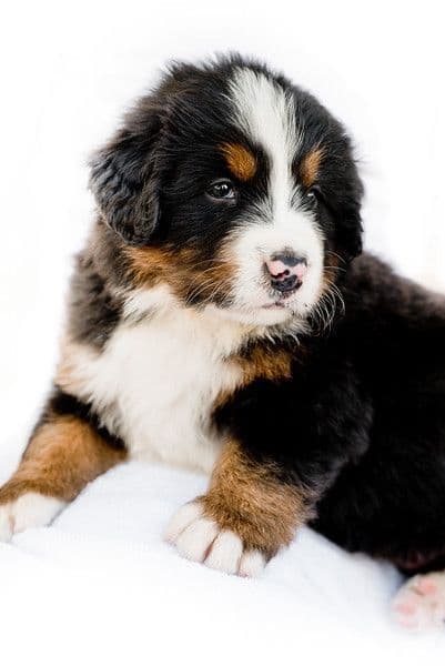 Bernese Mountain Dog Puppies breeder image 7