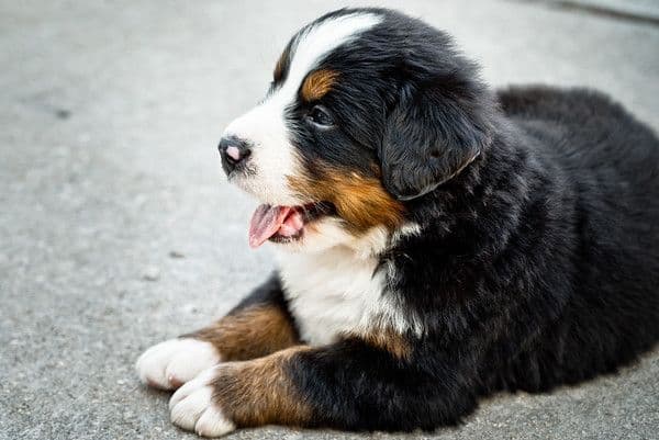 Bernese Mountain Dog Puppies breeder image 9