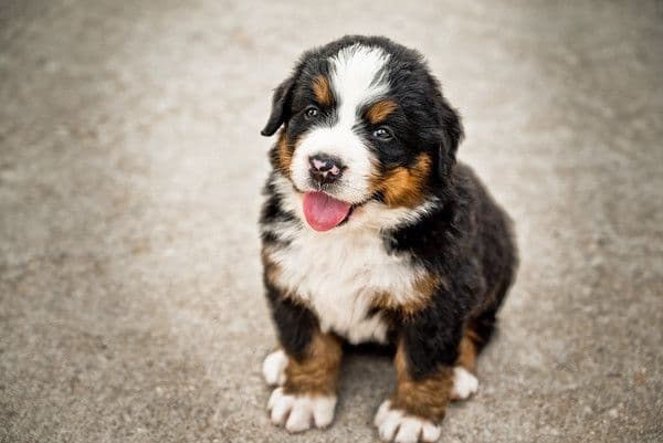 Bernese Mountain Dog Puppies breeder image 8
