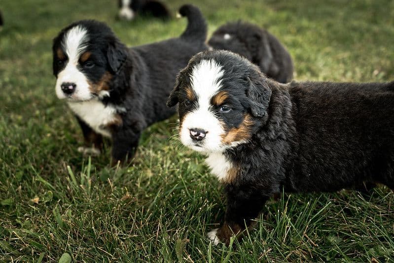 Bernese Mountain Dog Puppies breeder image 10