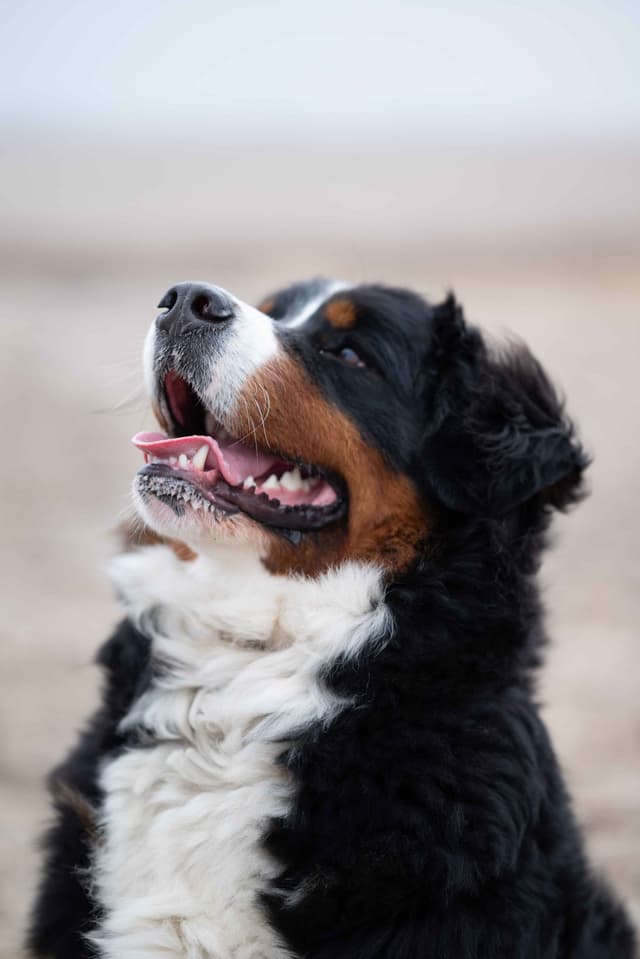 Bernese Mountain Dog Puppies media 4