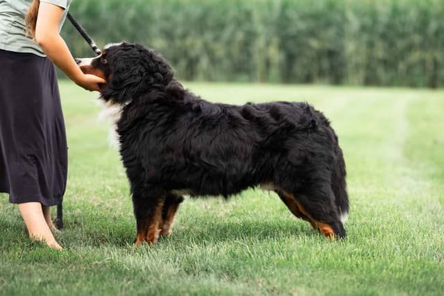 Bernese Mountain Dog Puppies media 6