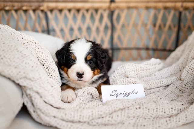 Bernese Mountain Dog Puppies media 7