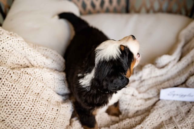 Bernese Mountain Dog Puppies media 9