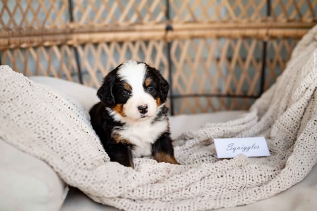 Bernese Mountain Dog Puppies media 8