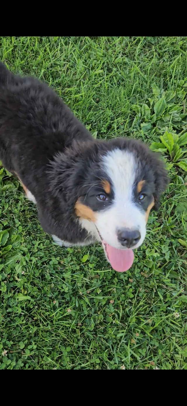 Bernese Mountain Dog Puppies media 11