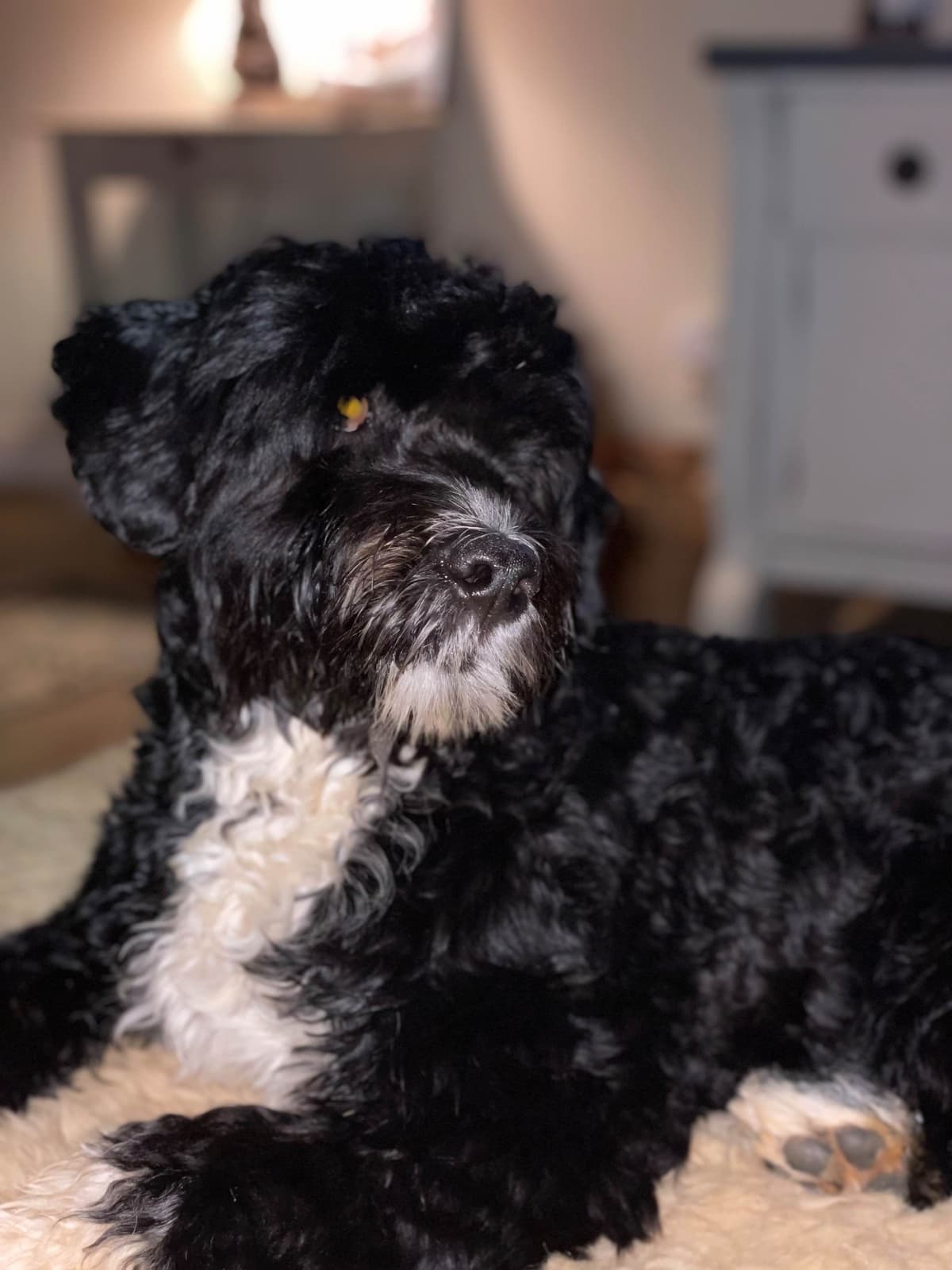Portuguese Water Dog Puppies breeder image 1