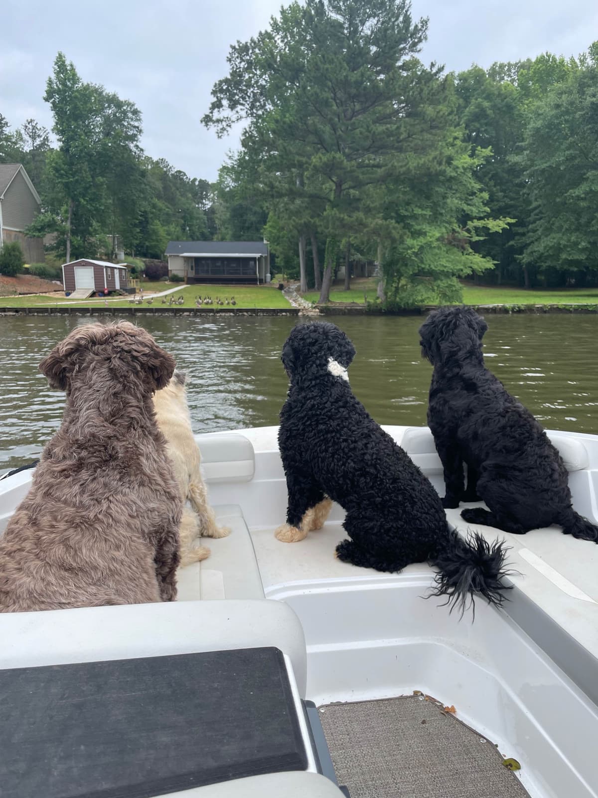 Portuguese Water Dog Puppies breeder image 4