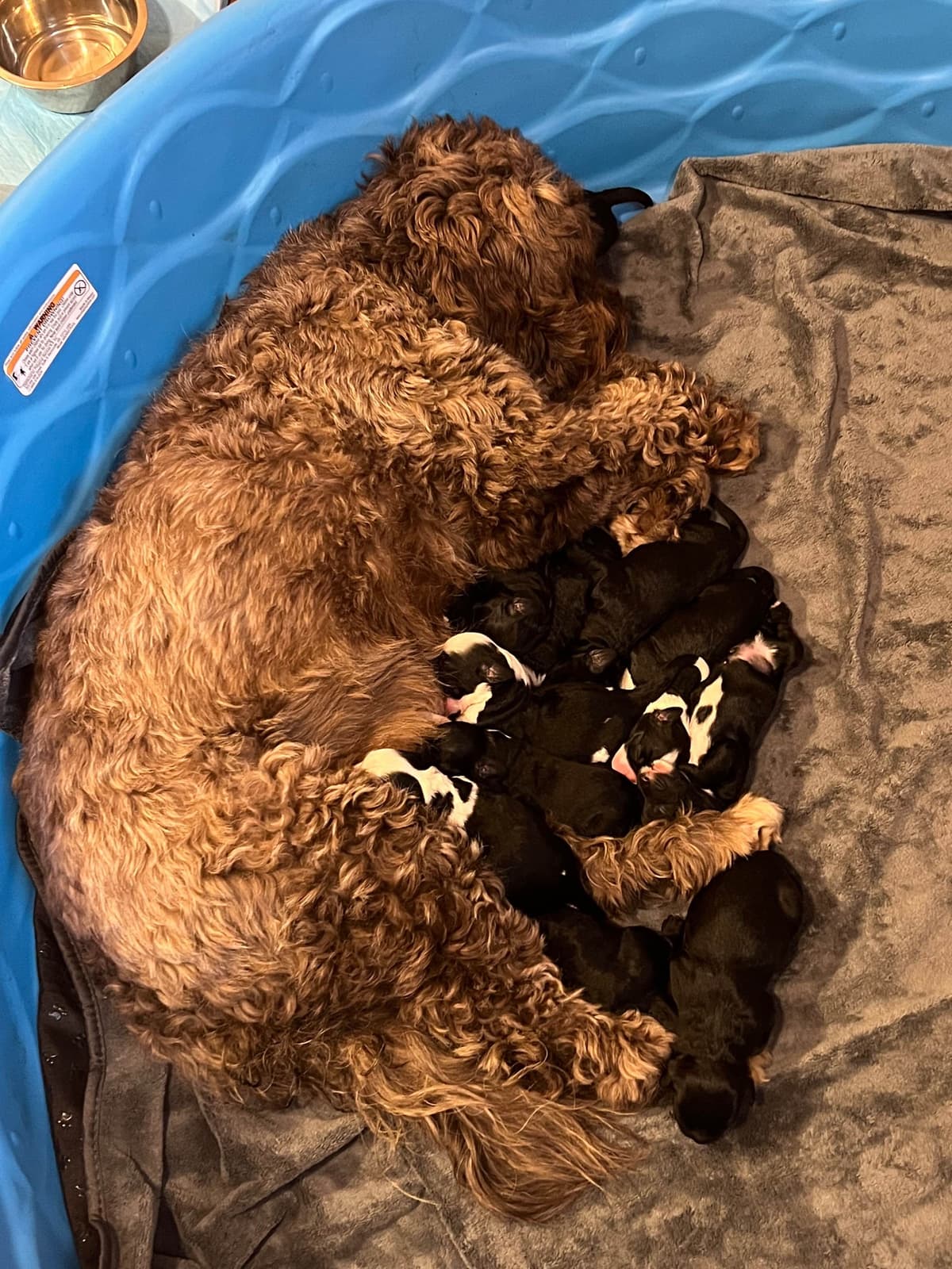 Portuguese Water Dog Puppies breeder image 5