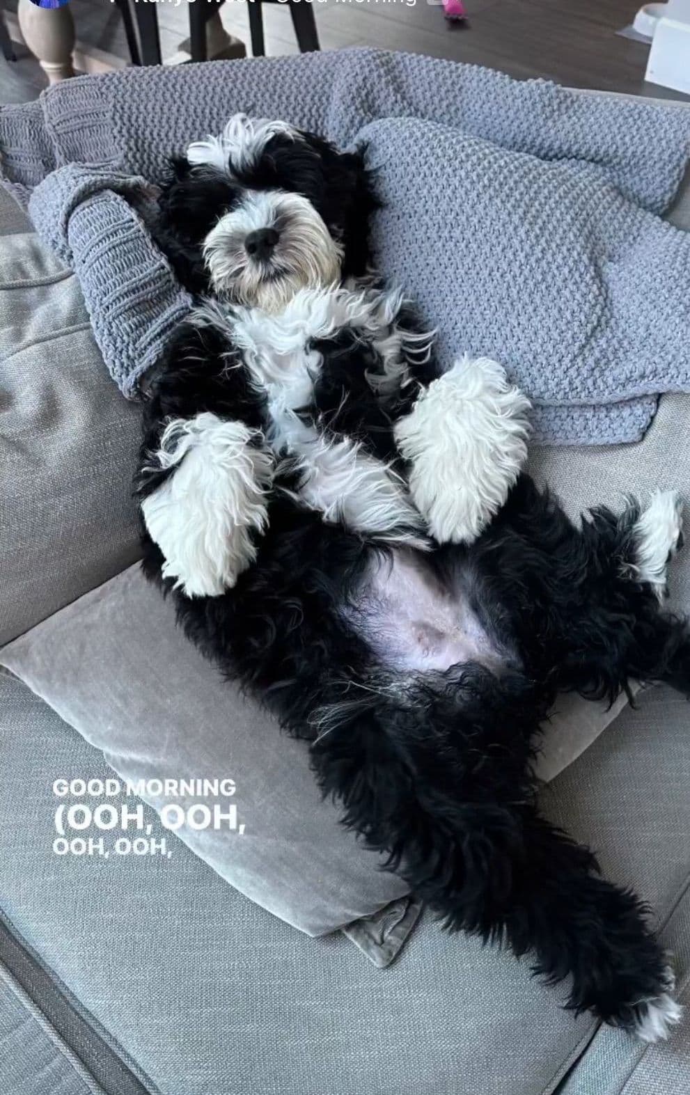 Portuguese Water Dog Puppies breeder image 7