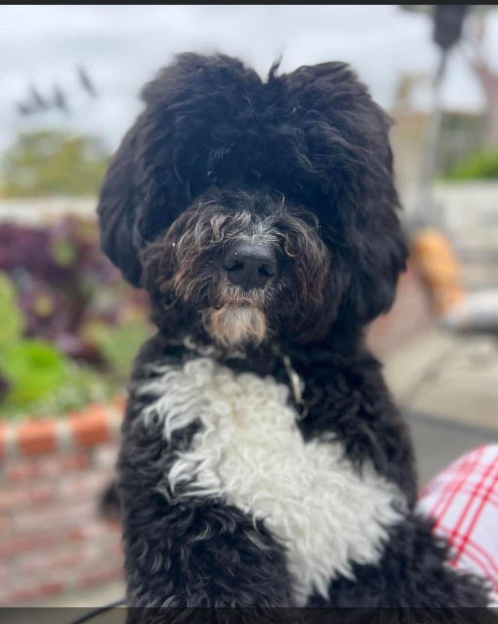 Portuguese Water Dog Puppies breeder image 8