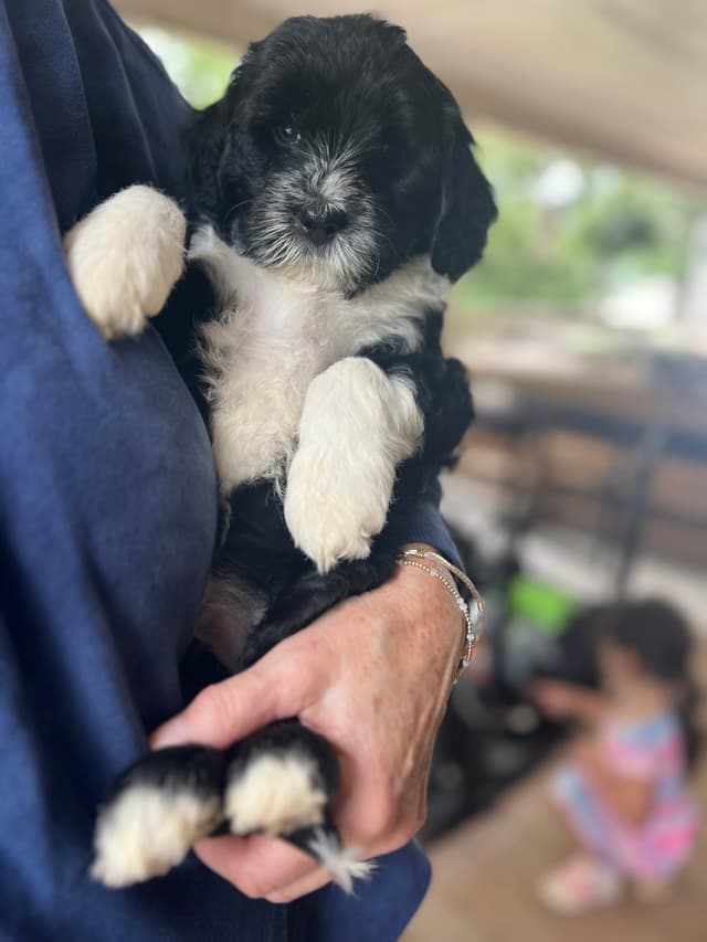 Portuguese Water Dog Puppies media 2