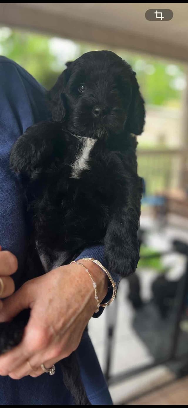 Portuguese Water Dog Puppies media 3