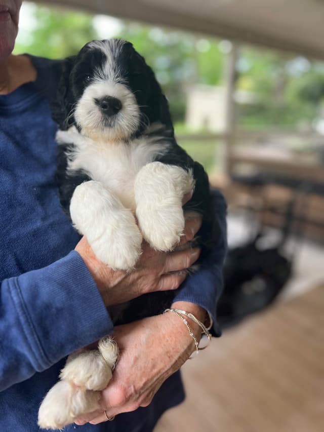 Portuguese Water Dog Puppies media 4