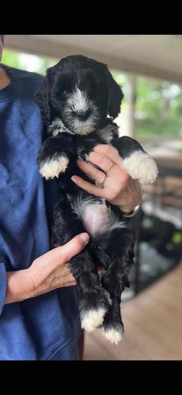 Portuguese Water Dog Puppies media 5