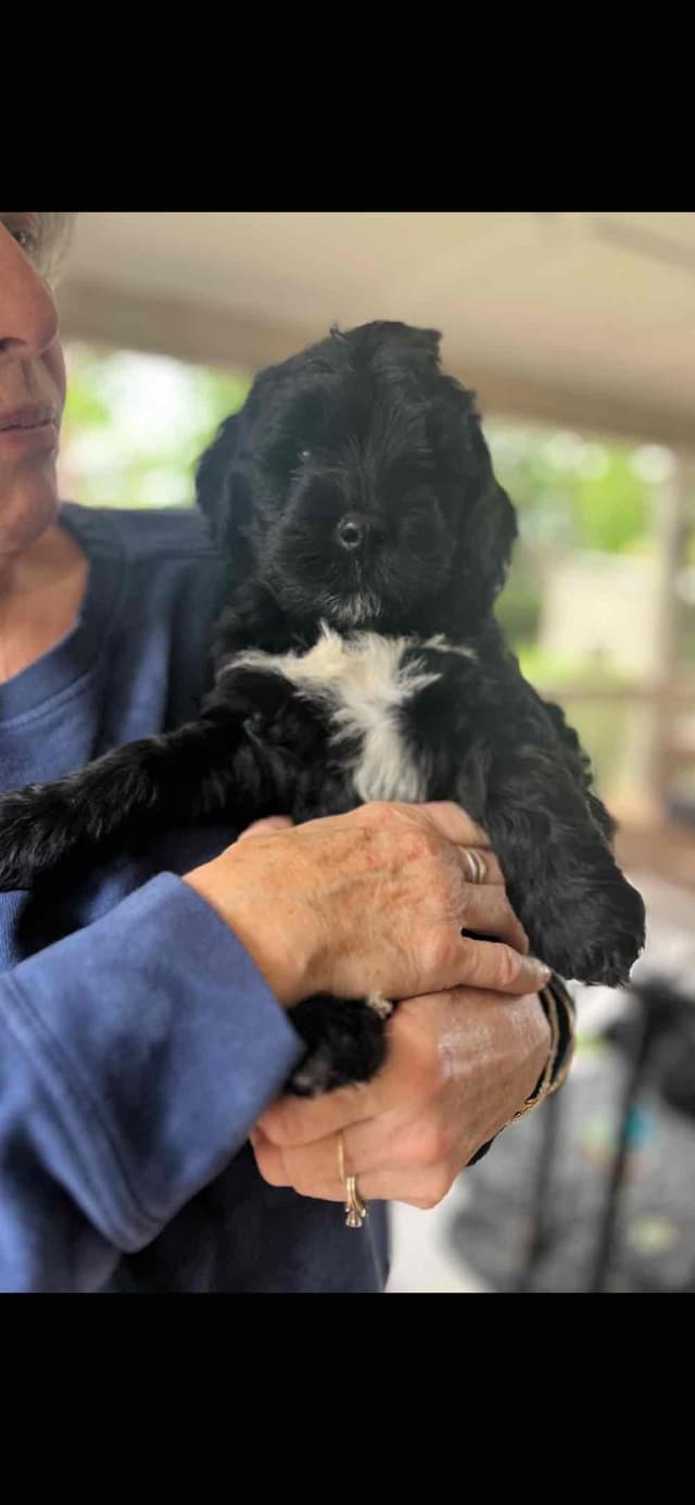 Portuguese Water Dog Puppies media 6