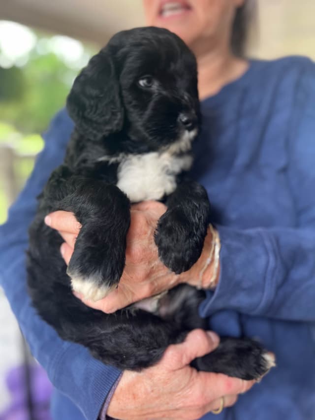 Portuguese Water Dog Puppies media 7