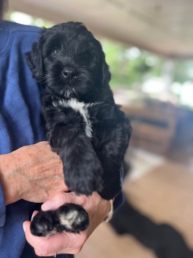 Portuguese Water Dog Puppies media 8
