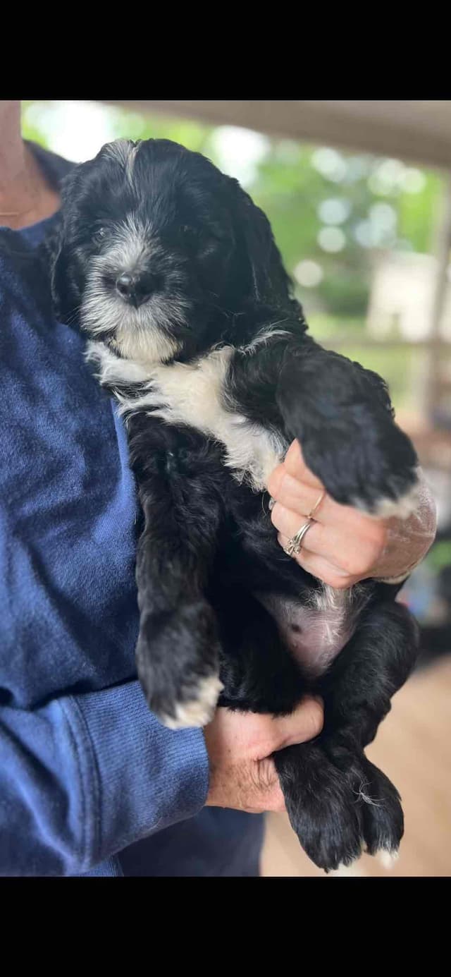 Portuguese Water Dog Puppies media 9