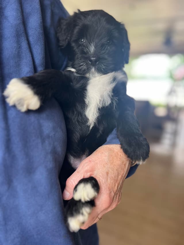 Portuguese Water Dog Puppies media 10