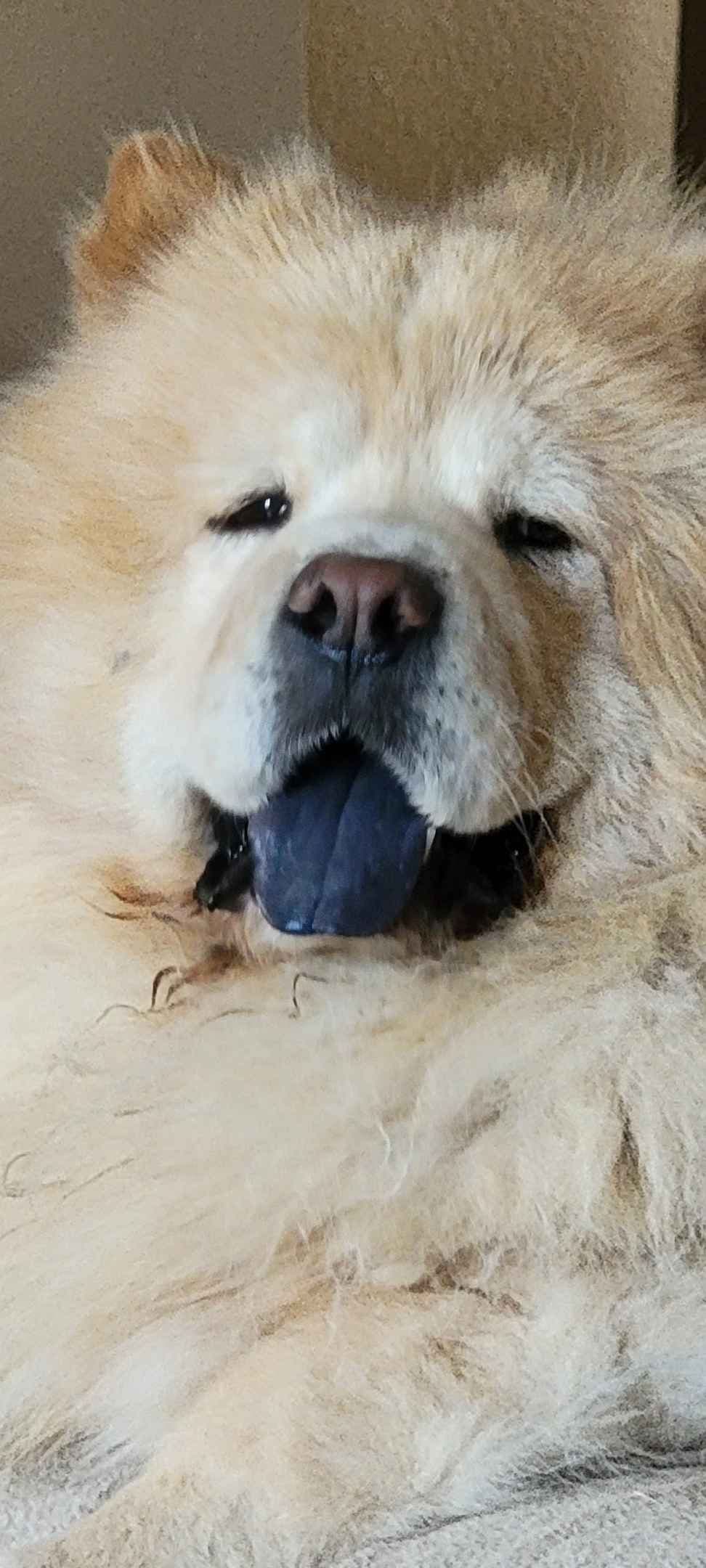 Chow Chow Puppies breeder image 1