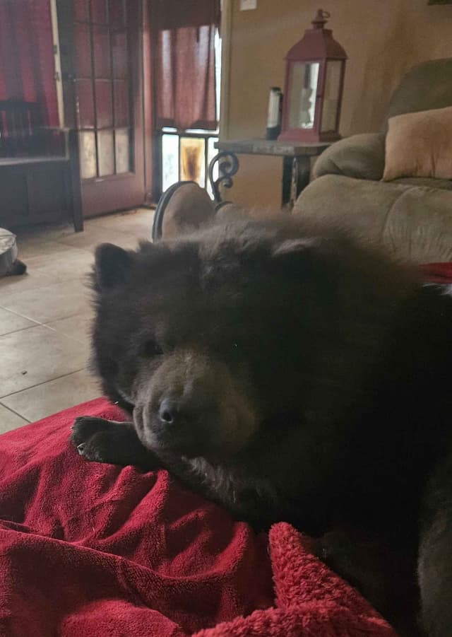 Chow Chow Puppies media 2