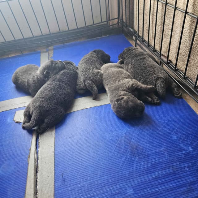 Chow Chow Puppies media 3