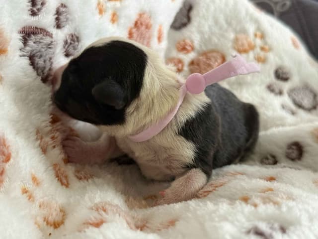 ELITES MBT Miniature Bull Terrier Puppies media 8