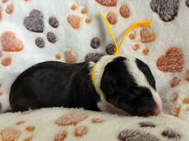 ELITES MBT Miniature Bull Terrier Puppies media 14