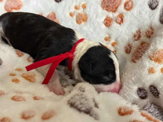 ELITES MBT Miniature Bull Terrier Puppies media 18