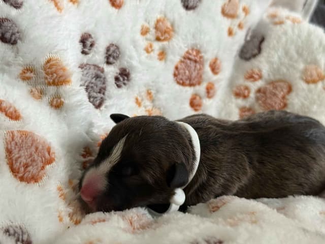 ELITES MBT Miniature Bull Terrier Puppies media 5