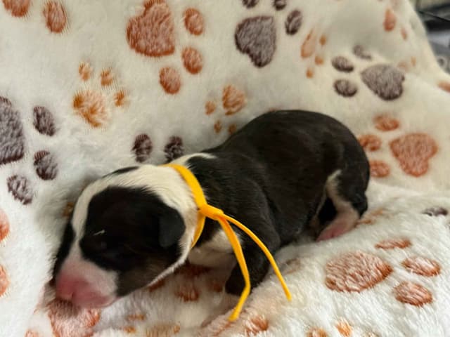 ELITES MBT Miniature Bull Terrier Puppies media 16