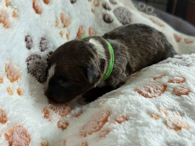 ELITES MBT Miniature Bull Terrier Puppies media 9