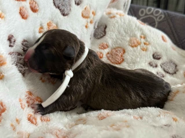 ELITES MBT Miniature Bull Terrier Puppies media 6