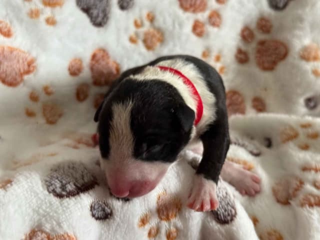 ELITES MBT Miniature Bull Terrier Puppies media 19