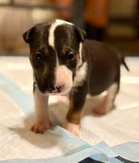 ELITES MBT Miniature Bull Terrier Puppies breeder image 2