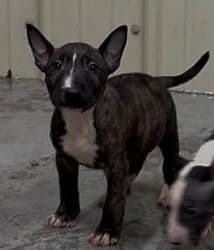 ELITES MBT Miniature Bull Terrier Puppies media 13