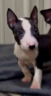 ELITES MBT Miniature Bull Terrier Puppies media 20