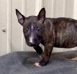 ELITES MBT Miniature Bull Terrier Puppies media 10