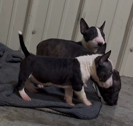 ELITES MBT Miniature Bull Terrier Puppies media 22