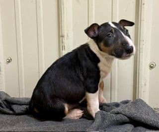 ELITES MBT Miniature Bull Terrier Puppies media 17