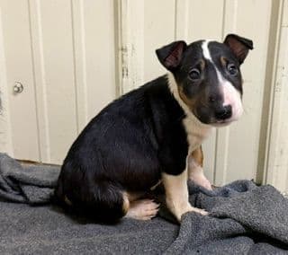 ELITES MBT Miniature Bull Terrier Puppies media 2