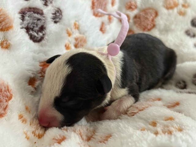 ELITES MBT Miniature Bull Terrier Puppies media 21